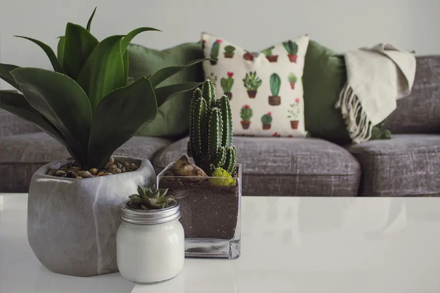 Plants on Coffee Table